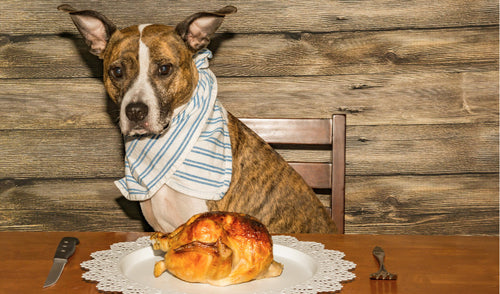 Giving Thanks for Furry Friends: Thanksgiving Time Pet Tips