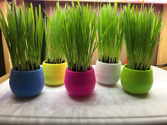 Mom’s Indoor Cat Grass Planter