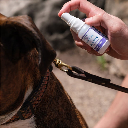 Wondercide Rosemary Flea & Tick Spray for Pets + Home with Natural Essential Oils (1 oz)