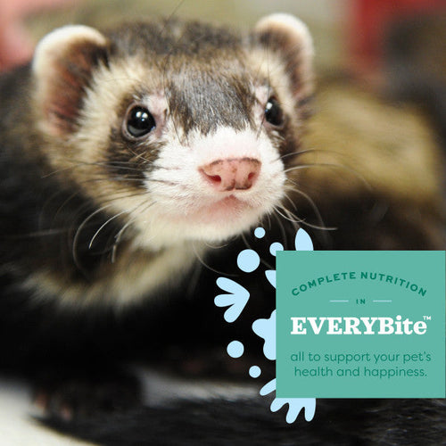 Oxbow Animal Health Essentials - Ferret Food