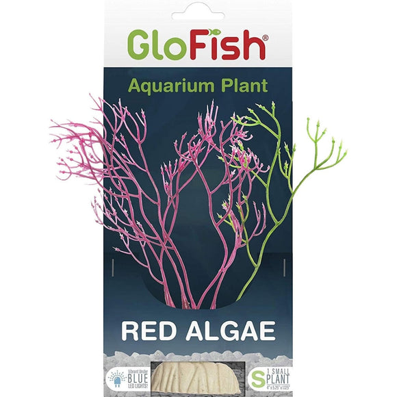 GLOFISH PLANT